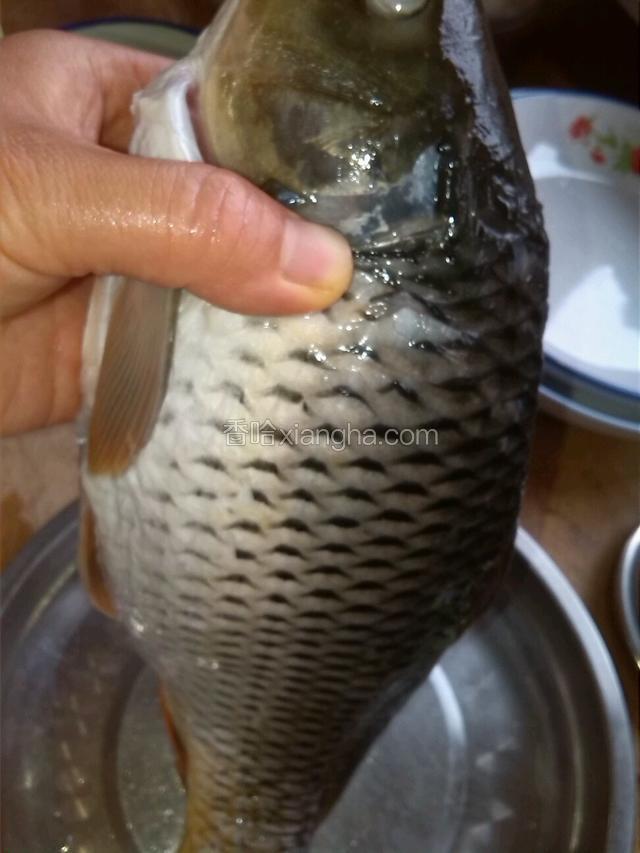鲤鱼一条