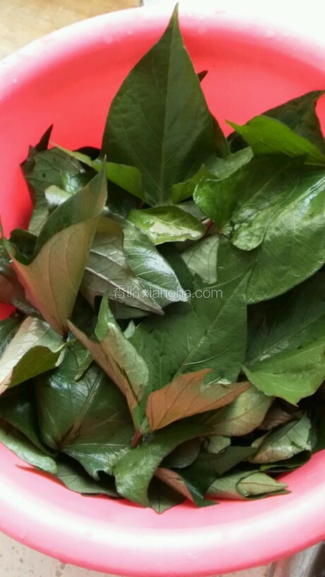 摘掉红薯茎