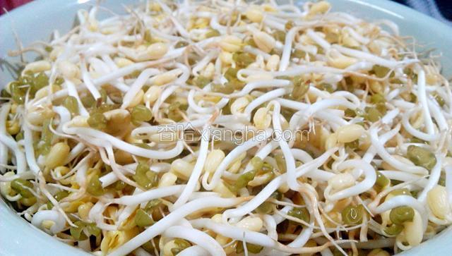 自制豆芽(环保版)