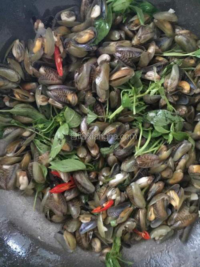 闻到姜、蒜香味后下薄壳、九层塔大火爆炒到薄壳全开壳即可