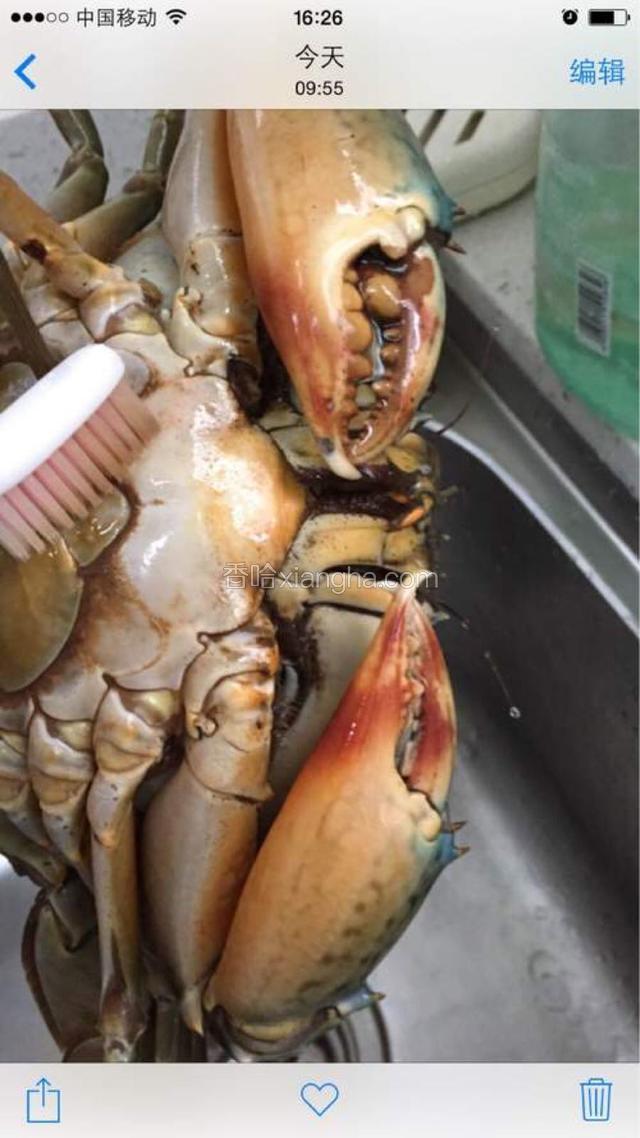 喝过酒之后就醉了，吐出泥沙之后可以解开蝇子用牙刷仔细刷洗。