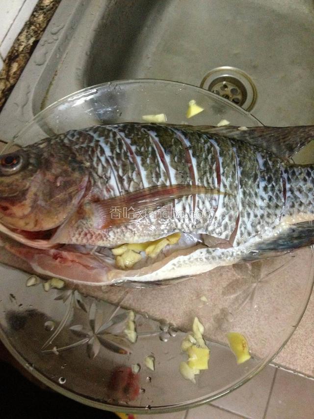 腌制鱼：
上步好划好了之后，哈哈  接下来给鱼两侧伤口洒些盐抹均匀，鱼肚子里也洒些盐，切些姜片与大蒜片把鱼全身抹下去腥味 ，抹完之后把姜蒜全塞入鱼肚里进行几分钟的腌制就可以了
