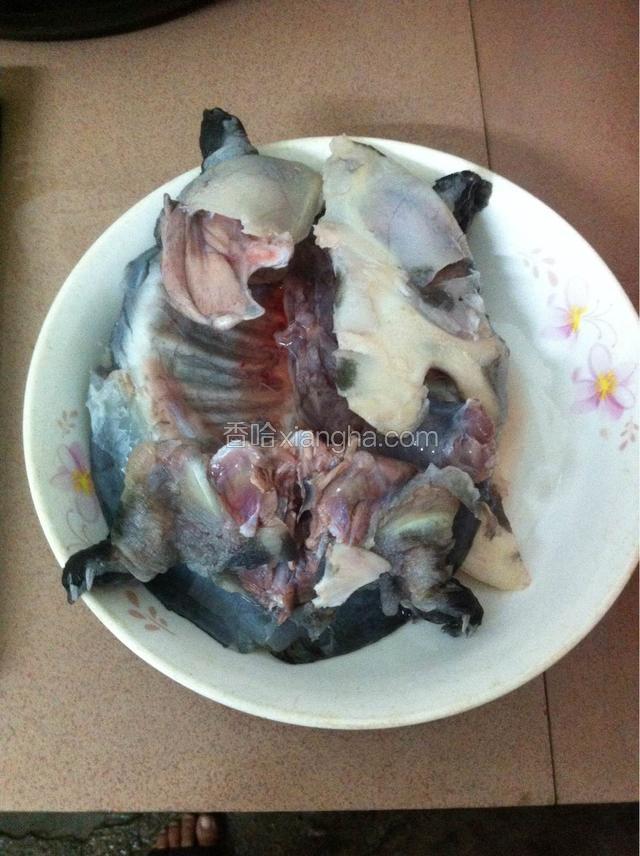 如图：是从甲鱼的裙边底下沿周边割开，将盖掀起，去除所有内脏注意不要将胆搞破，还有一种方法，是用剪刀或尖刀在甲鱼的腹部切开十字刀口，挖出内脏，用清水洗净。所有内脏掏净后，洗净，斩掉四爪尖和尾鞘，去掉四脚附着的黄油，壳用钢丝球刷干净