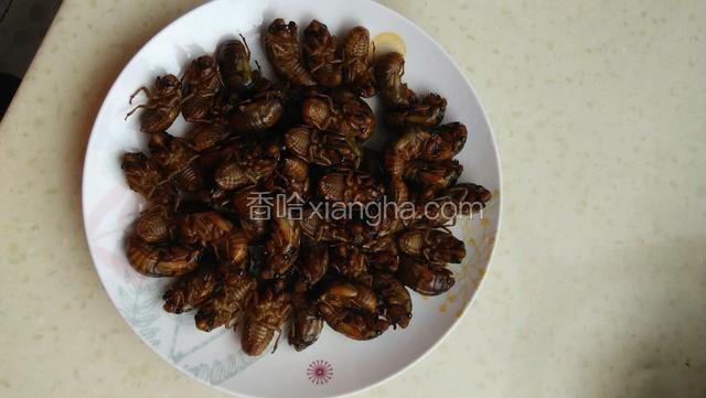 洗干净的金蝉用厨房用纸擦干水份，不然下锅的时候会有油溅出来。