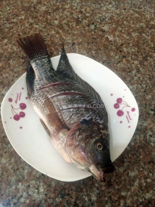 福寿鱼一条杀好去除内脏和鱼鳞，两面划上几刀。  鱼的两面抹点盐再放上姜片腌制一会。