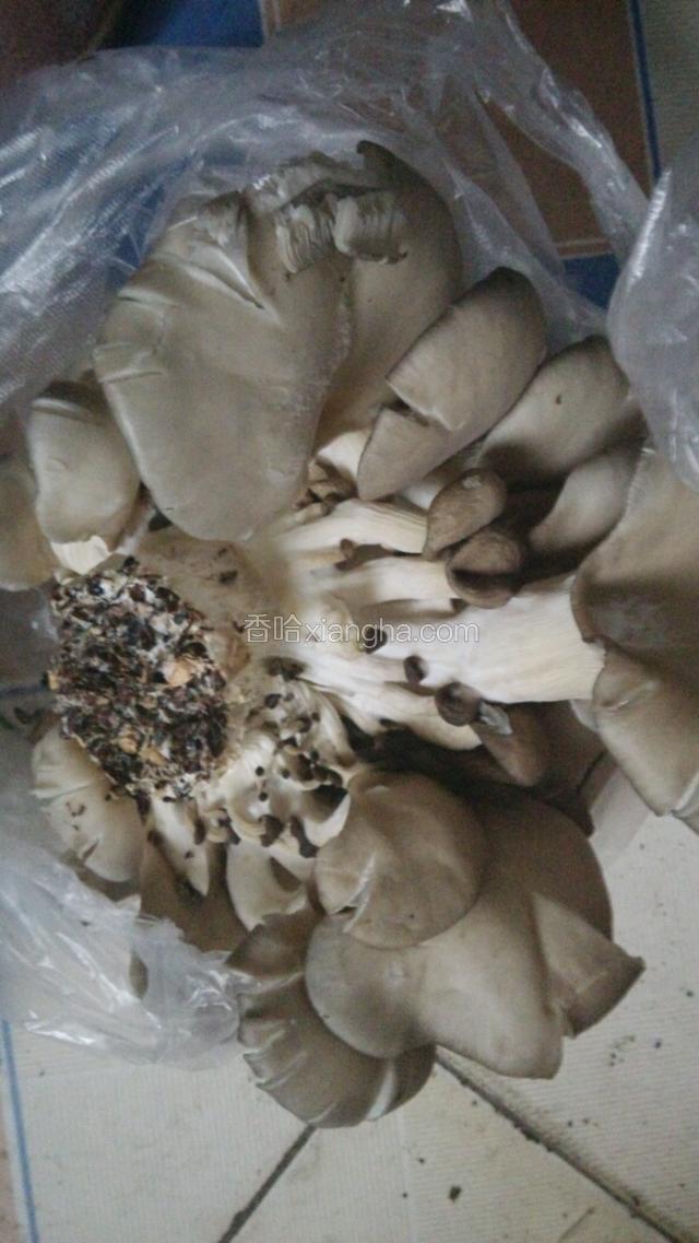 准备的蘑菇去根部，撕成小块