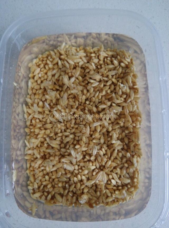 种子放在盒子里冷水泡发24小时，天冷泡时间长点