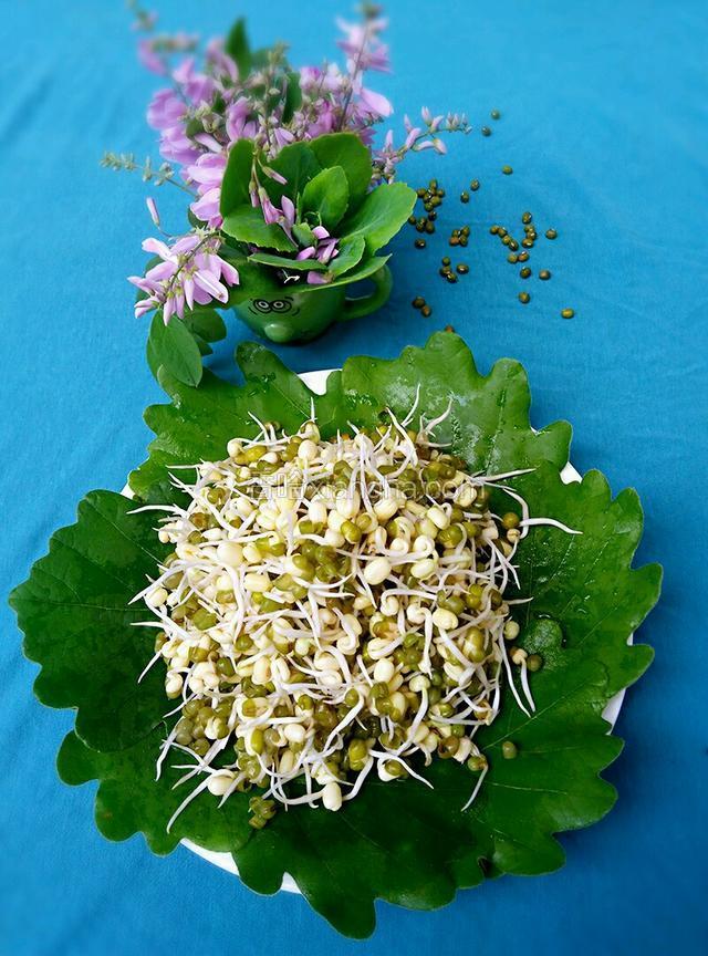 自制绿豆芽