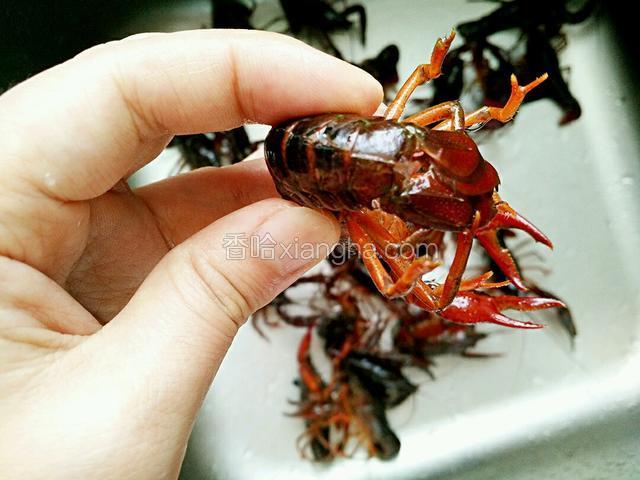 小龙虾买回来用清水泡一个小时以上，多换几次水。不用的牙刷、刷洗干净，扯掉沙线，修剪干净。(不好意思，露出俺肉肉的手了)。