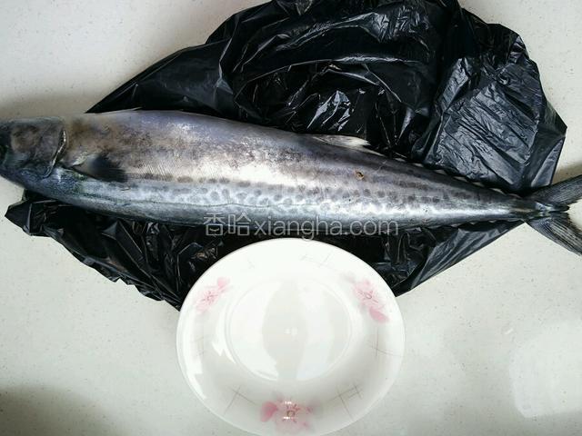 准备一天新鲜大鲅鱼