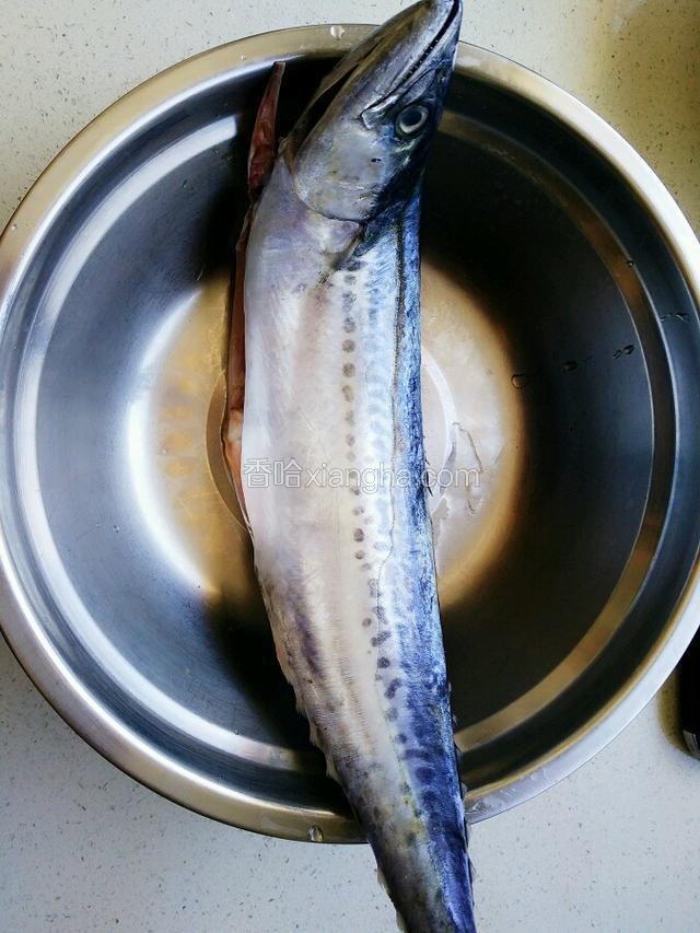 准备一条新鲜鲅鱼