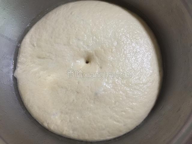 第二天早上从冰箱取出醒发一晚的面团，此时面团已经涨发到了原有面团二倍左右，用筷子扎一下，面团不回弹。