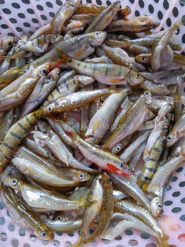 河鱼洗净沥干（辣椒切丝，葱切段，蒜切粒，姜切丝）