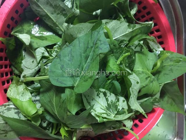 用洗干净蕃薯叶放菜蓝子里稍沥干水份