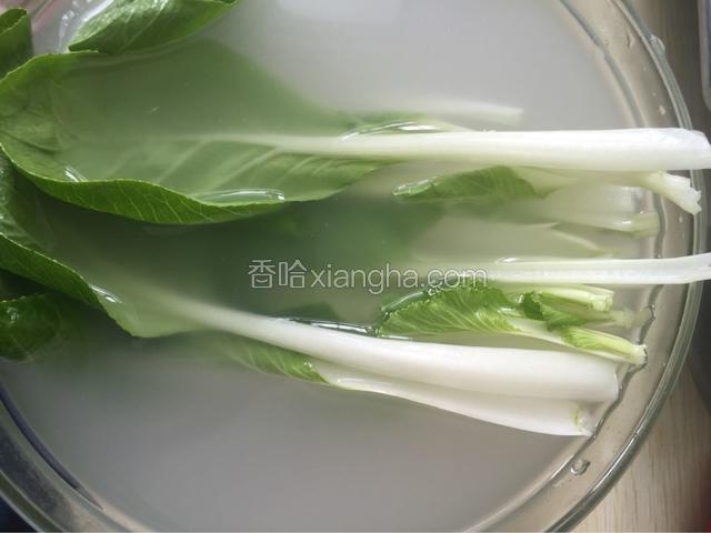 淘米水浸泡白菜苗