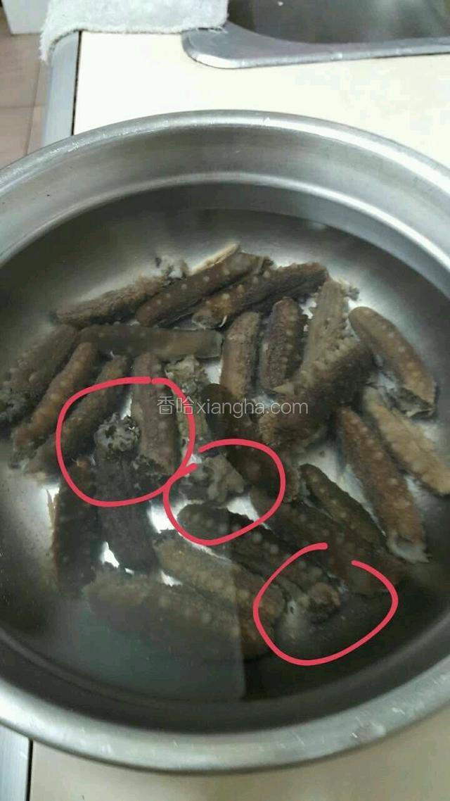 泡发24小时后，清理海参，图中画圈的部位就是沙嘴。