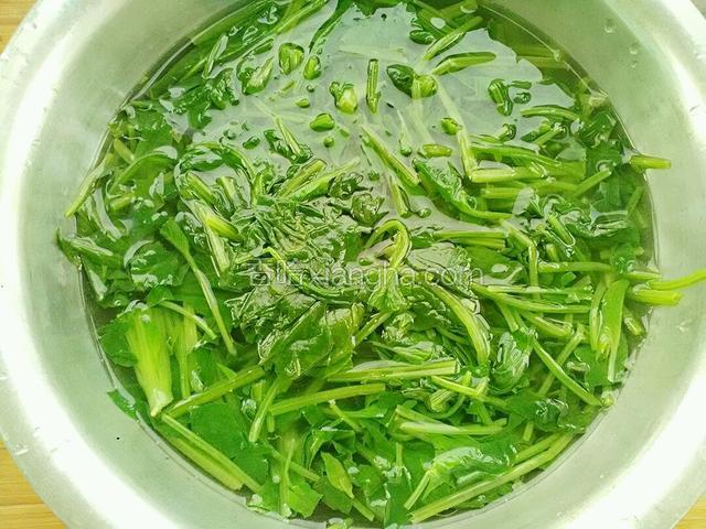 烫好的菠菜放入冷水清泡一下。