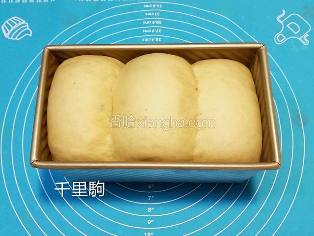 放在温度38摄氏度湿度85%的环境里二发至2倍大，不带盖土司可以发得稍高过模具