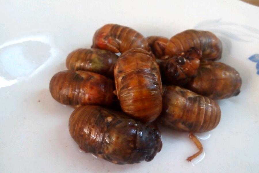 油炸金蝉