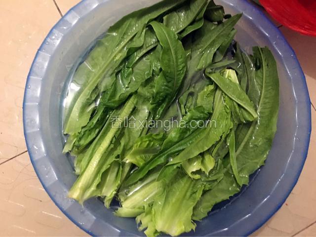 买回来的油麦菜先再水中泡半个小时