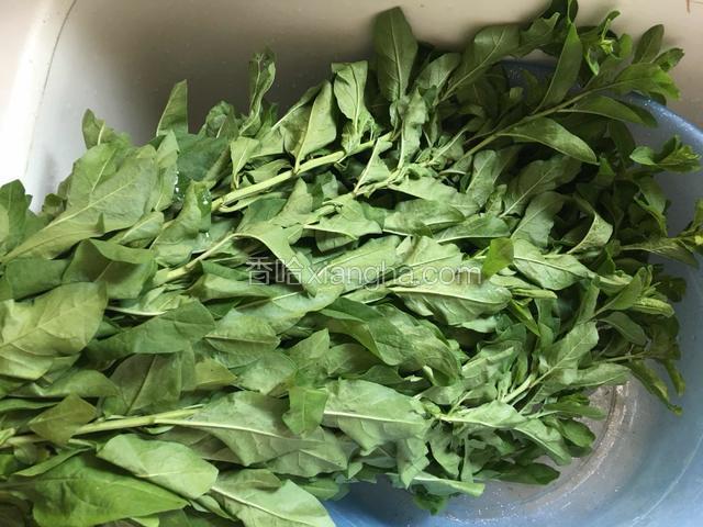 新鲜枸杞叶一把
