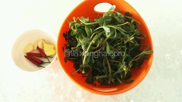 准备材料：马齿苋摘洗干净