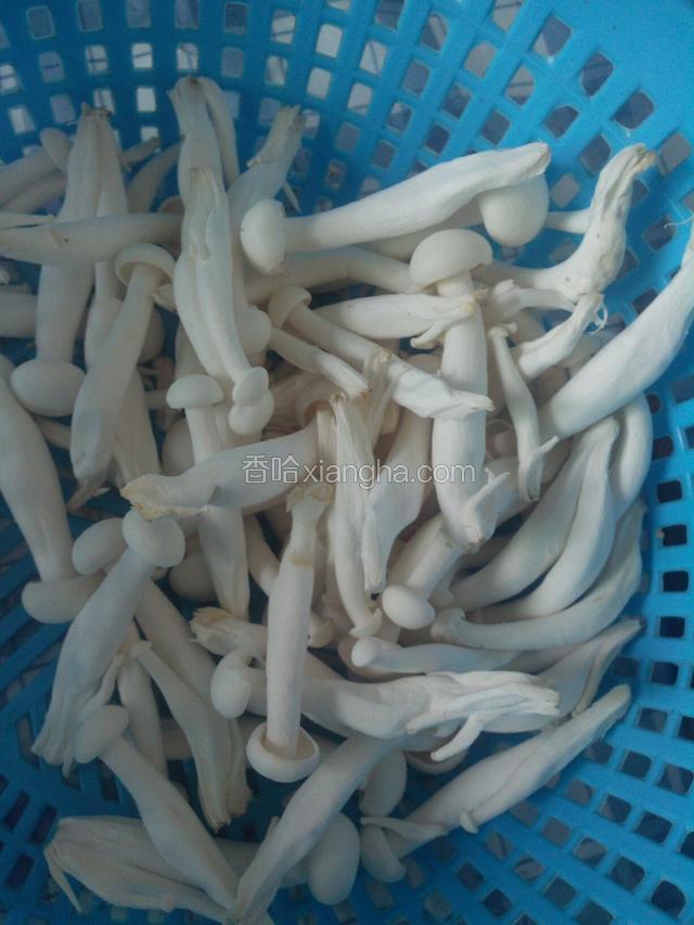 白玉菇去蒂，撕开一朵朵。