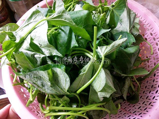 红薯叶摘洗干净，太长的可以折断成两段，沥水备用，