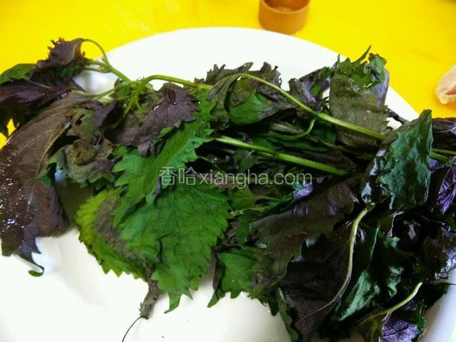 紫苏备料