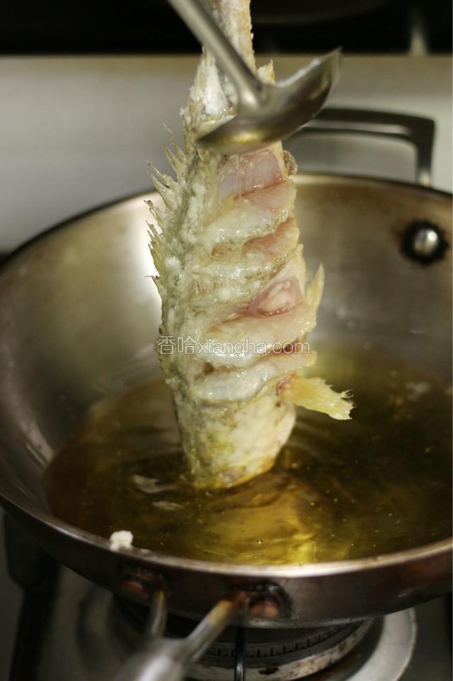 锅中倒入600克食用油，油烧至7成热。一手提鱼尾，一手用大勺淋油，使鱼身稍定型，花刀处鱼肉张开。