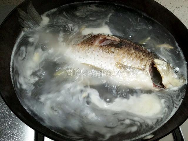 添加适量的沸水大火烧开，放入姜丝然后转小火慢慢炖至汤汁奶白色。