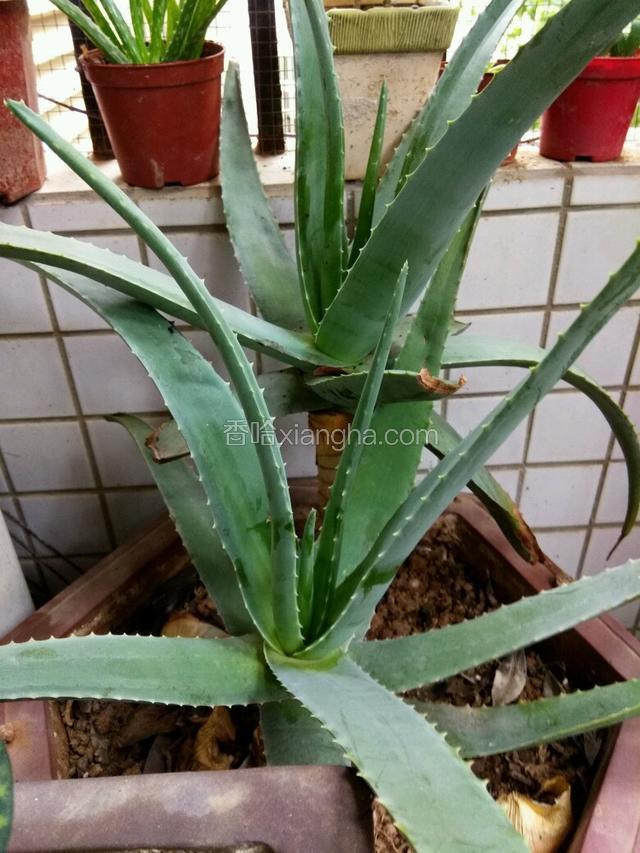 新鲜芦荟，自己种的，掰两片叶子（这个有的卖）