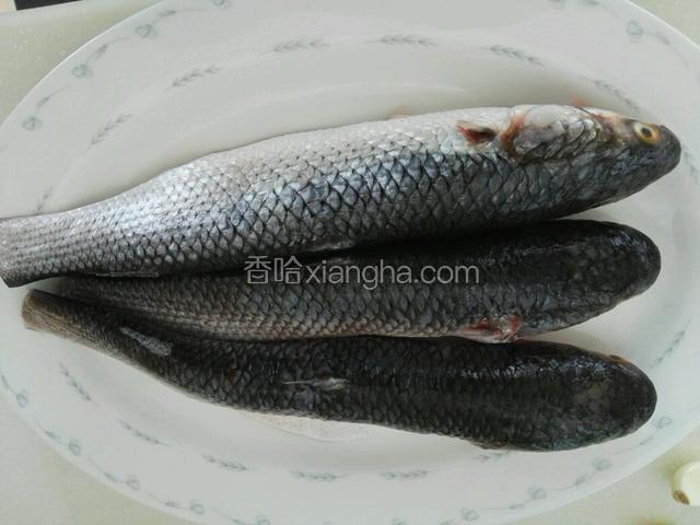 梭鱼去掉鱼鳍、鱼鳞、内脏、鱼鳃，洗净控干水份。