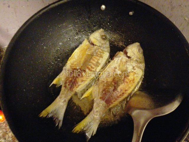 起油锅，油温7成热后放入海鲫鱼煎
煎至双面金黄后倒入开水煮汤