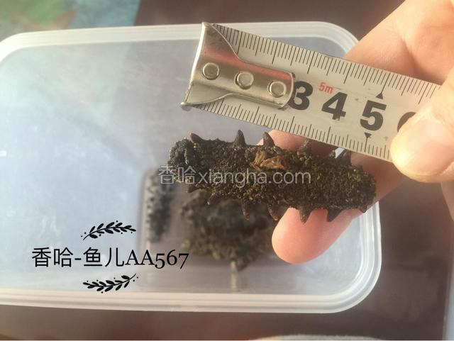 准备好干海参（干参大约5.5厘米）。