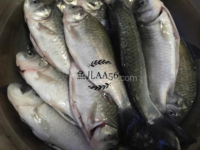 鲫鱼去鳞去内脏去腮，去掉肚子里黑膜。