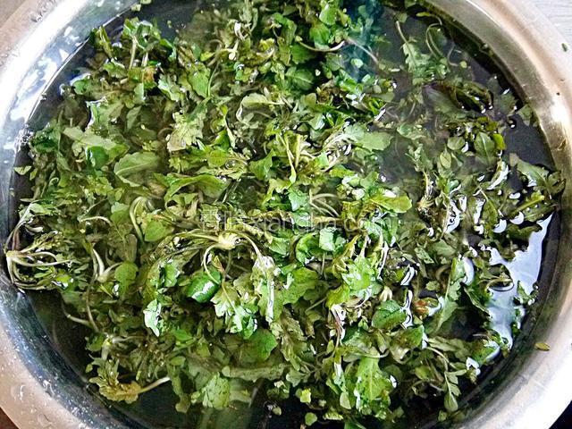 荠菜泡水