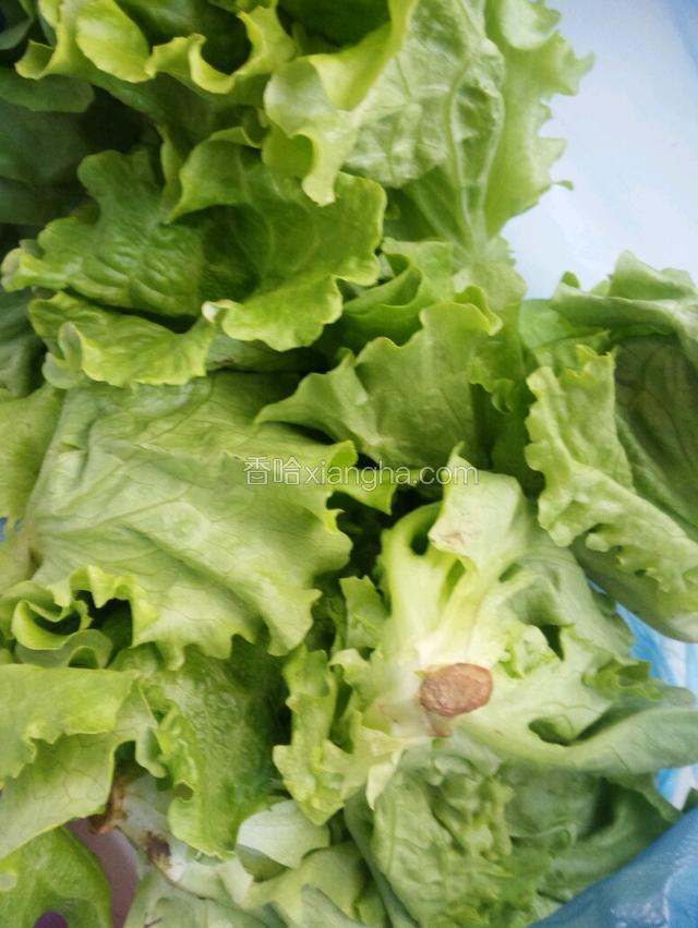 生菜去根