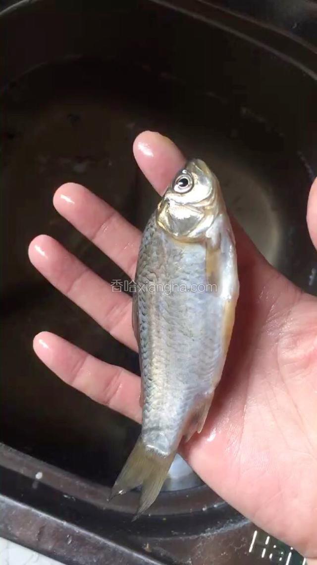 比手指大点的小鱼就可以