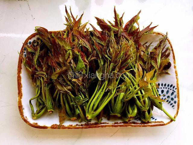 香椿芽剪掉根部，清洗干净，控干水份。