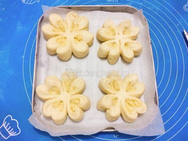 整形好的面包胚放入铺了油纸的烤盘上，注意间距，（我的烤盘比较小，只能放近点，最好间隔远一点，面包在二发和烘烤过程中会长大不少。）将面团放在温度38度，湿度75%以上的环境下进行二次发酵。