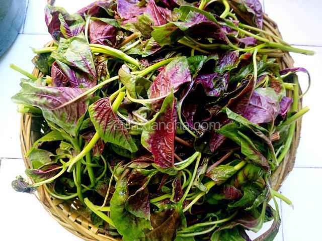 把苋菜洗净控干水