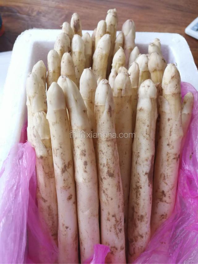 新鲜挖出来的白芦笋