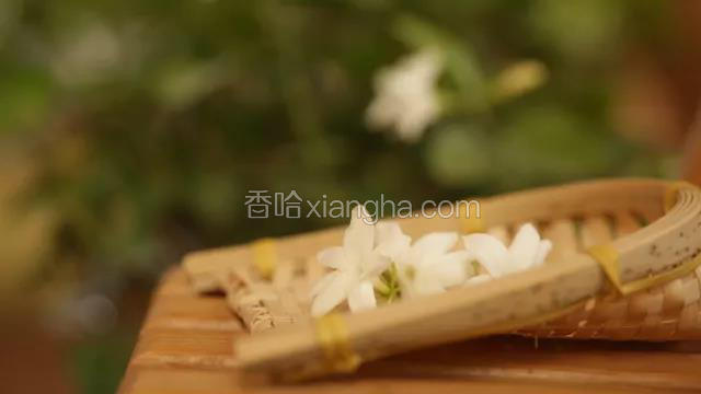 摘取新鲜茉莉花备用