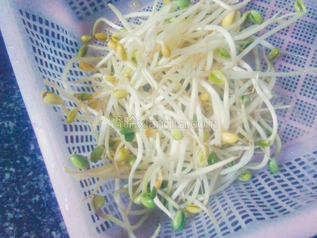 芽菜从盐水中捞出