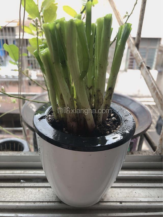 葱白葱头不要浪费，种起来