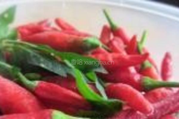 辣炒海苔杏鲍菇的做法图解2