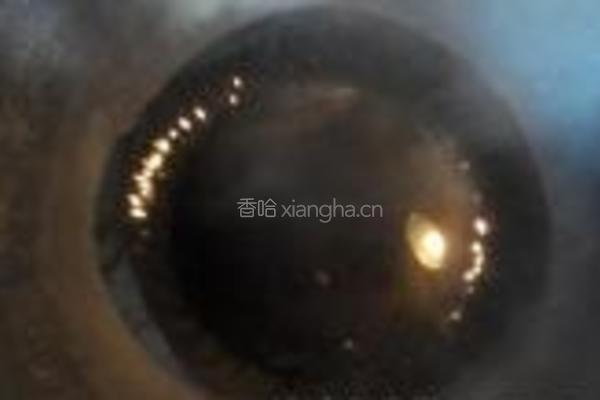 麻香辣翅尖的做法图解3