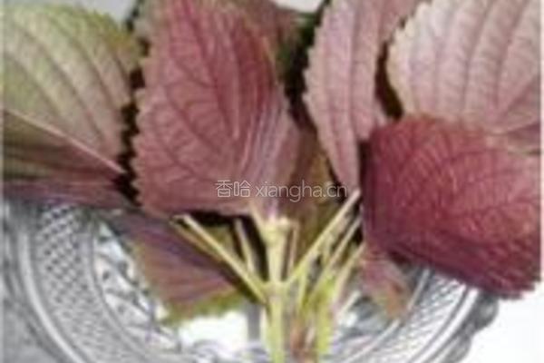 紫苏炒螺丝的做法图解1