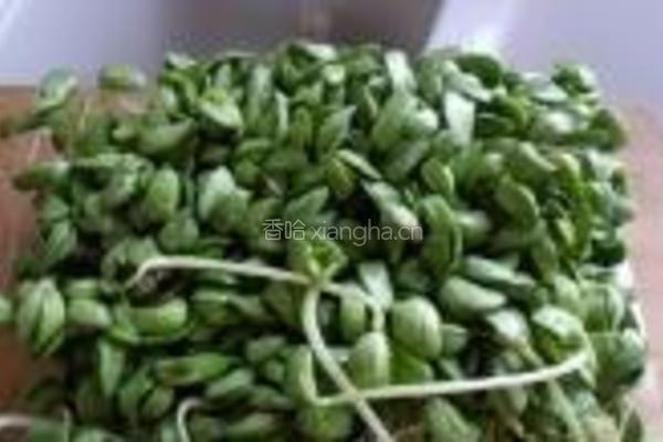 蒜香黑豆苗的做法图解1